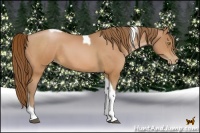 Horse Color:Bay Pearl Tobiano 