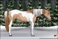 Horse Color:Chestnut Pearl Tobiano