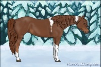 Horse Color:Chestnut Tobiano