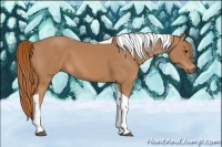 Horse Color:Chestnut Tobiano