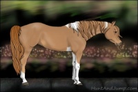 Horse Color:Chestnut Tobiano