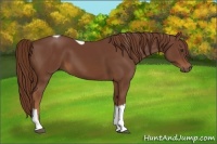 Horse Color:Chestnut Tobiano