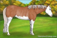 Horse Color:Silver Bay Sabino Splash Rabicano