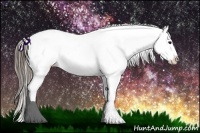 Horse Color:Smoky Black Appaloosa 