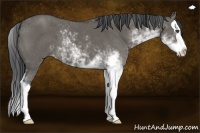 Horse Color:Grullo Sabino Splash 