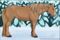 Horse Color:Chestnut Splash 