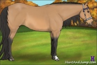 Horse Color:Buckskin 