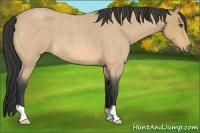 Horse Color:Buckskin Roan 