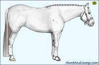 Horse Color:Bay Snowcap 