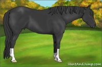 Horse Color:Black 