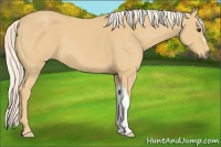 Horse Color:Palomino