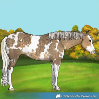 Horse Color:White Spotted Silver Smoky Grullo Splash 