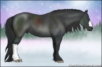 Horse Color:Black 