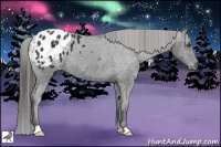 Horse Color:Black Appaloosa 