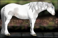 Horse Color:Brown Splash Tobiano