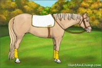 Horse Color:Gold Champagne