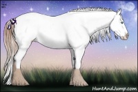 Horse Color:Buckskin Pearl Appaloosa 