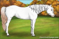 Horse Color:Bay Dun Near Fewspot