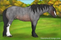 Horse Color:Brown Roan