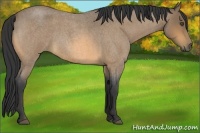 Horse Color:Buckskin Roan Rabicano 
