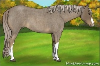 Horse Color:Chocolate Palomino Roan 