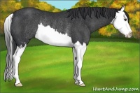 Horse Color:Black Sabino Splash Rabicano 