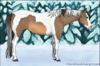 Horse Color:Buckskin Splash Tobiano 