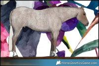Horse Color:Silver Blue Roan 