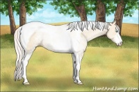Horse Color:White Spotted Silver Amber Cream Champagne Pearl Tobiano 