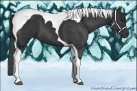 Horse Color:Black Tobiano 