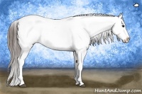 Horse Color:Black Tobiano Appaloosa
