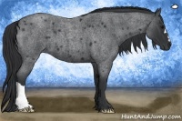 Horse Color:Blue Roan 