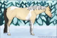 Horse Color:Amber Cream Champagne Roan Dun Tobiano 