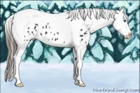Horse Color:Black Splash Tobiano Appaloosa 