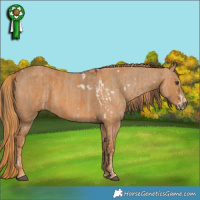 Horse Color:White Spotted Liver Red Dun Splash  Brindle
