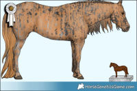 Horse Color:Black Appaloosa  Brindle