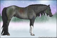 Horse Color:Black  Brindle