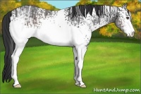 Horse Color:White Spotted Brown Ice Sabino 