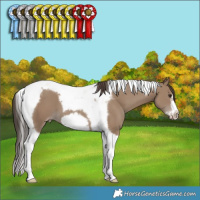Horse Color:Classic Champagne Tobiano Frame