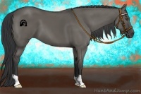 Horse Color:Grullo