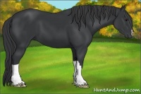 Horse Color:Black 