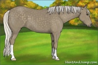 Horse Color:Silver Smoky Black 