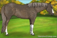 Horse Color:Chocolate Palomino 