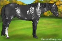 Horse Color:White Spotted Black 