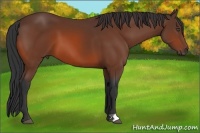 Horse Color:Unknown 