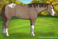 Horse Color:Classic Champagne Splash Appaloosa 