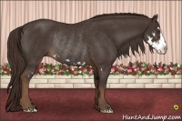 Horse Color:Liver Chestnut Splash Frame Rabicano 