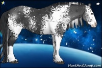 Horse Color:White Spotted Black Splash Rabicano 