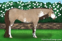 Horse Color:Liver Red Dun Roan Sabino 