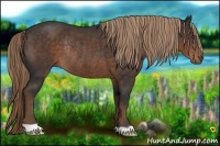 Horse Color:Liver Chestnut Rabicano 